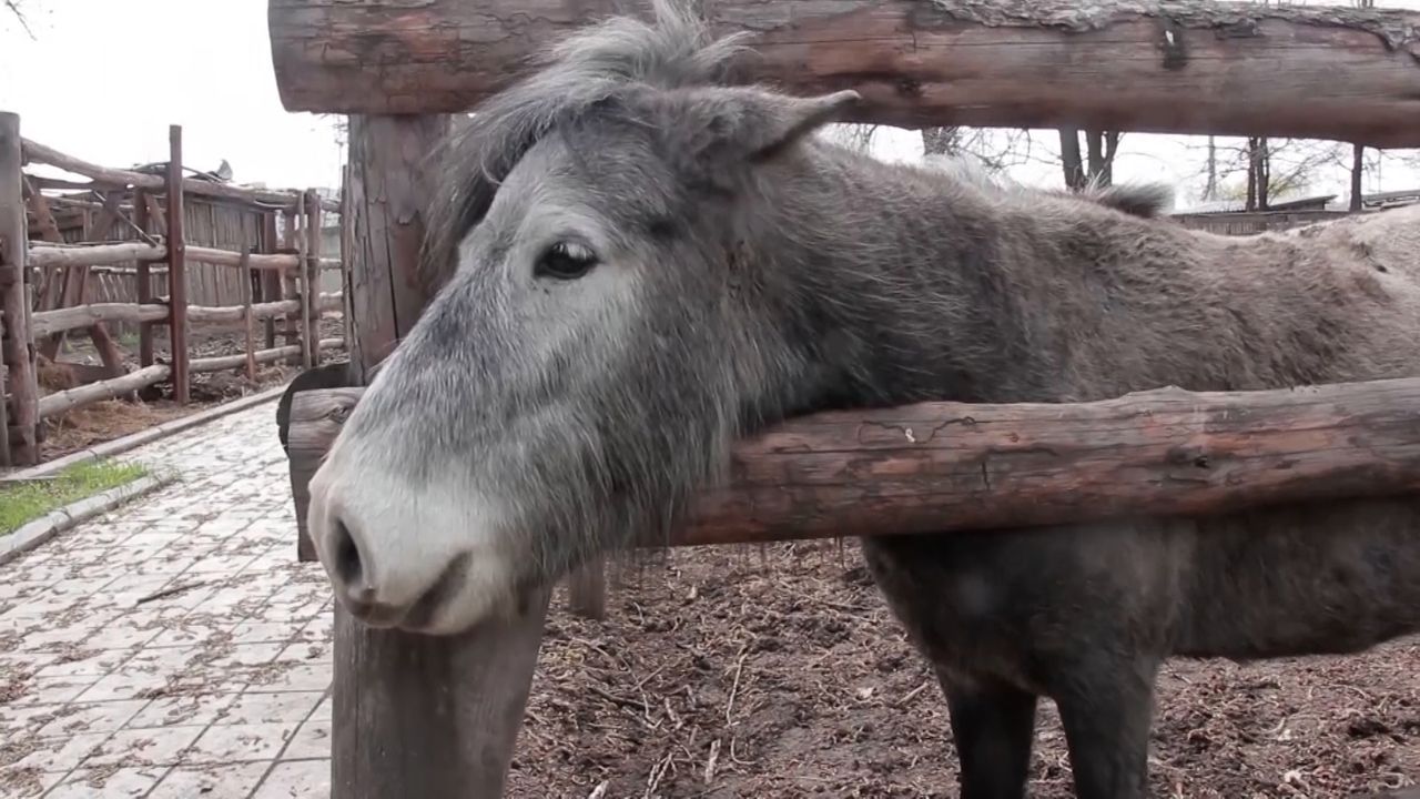 Zoo w Mariupolu po ostrzałach. Działa nieprzerwanie od początku wojny