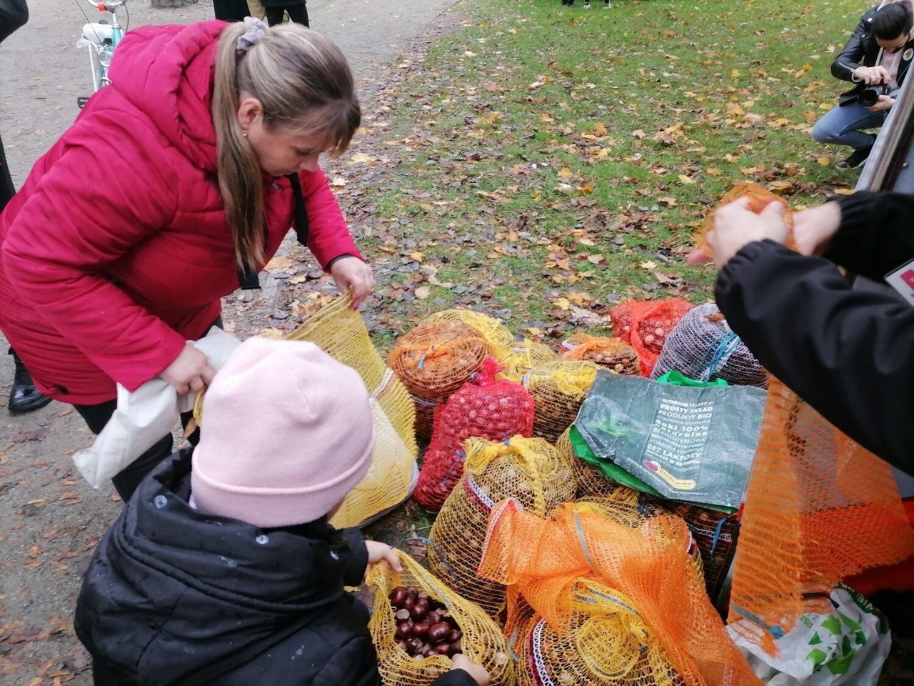 Wielkie wspólne zbieranie kasztanów już w niedzielę w Parku Miejskim