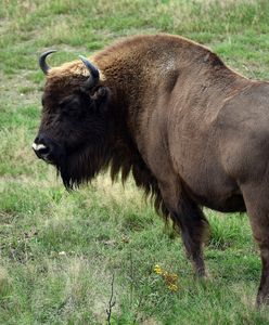 Łobez. Tłumaczył, że pomylił żubra z dzikiem. Wyrok dla byłego leśnika