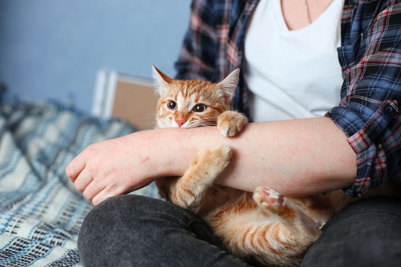 Why cats bite: Understanding feline behaviour and responses