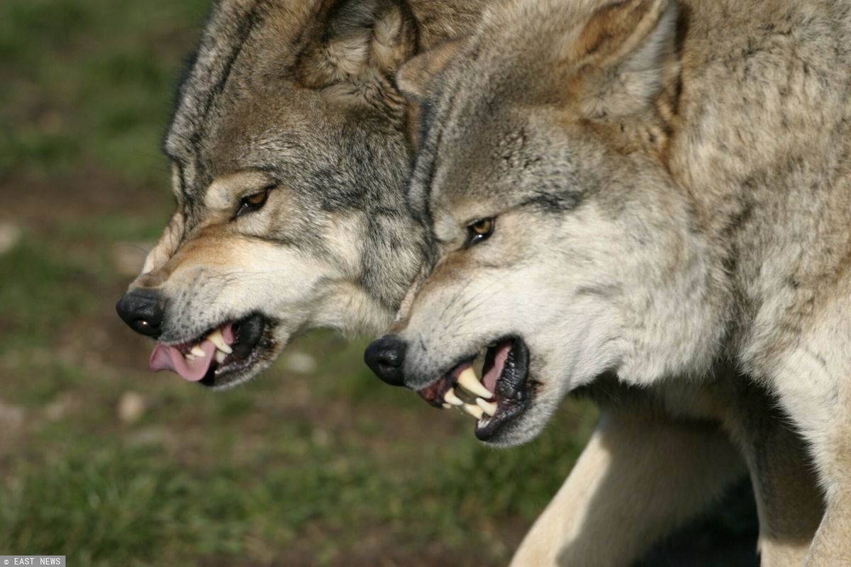 Dziewięć wilków uciekło z wybiegu w zoo. Stało się to w momencie, gdy na terenie obiektu przebywali zwiedzający. Incydent miał miejsce w Montredon-Labessonnie na południu Francji 