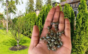 Wylęgarnia kleszczy w ogrodzie. Tam ukrywa się ich najwięcej