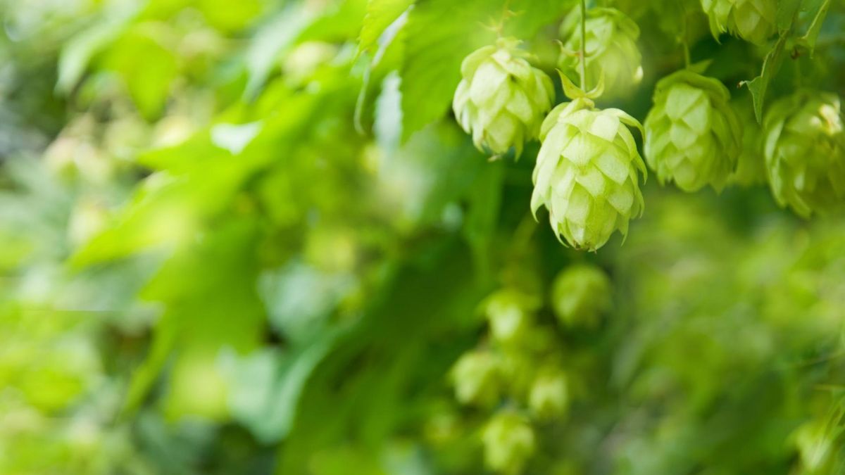 Chmiel - lupulina na sen, przylistki na próchnicę. Właściwości szyszek chmielu