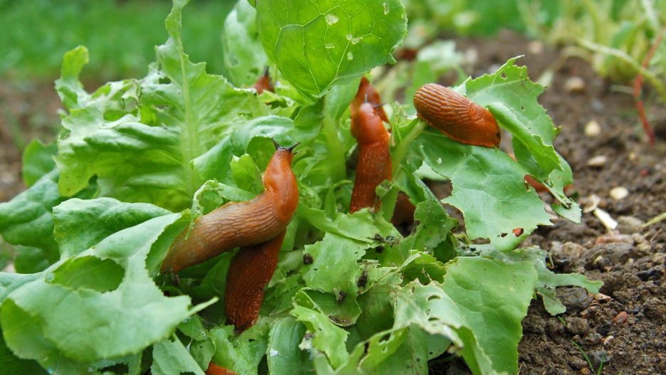 Jakie są naturalne sposoby walki ze ślimakami?