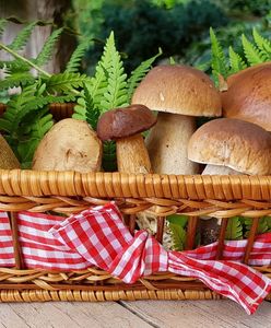 Де у Варшаві можна назбирати лісових грибів