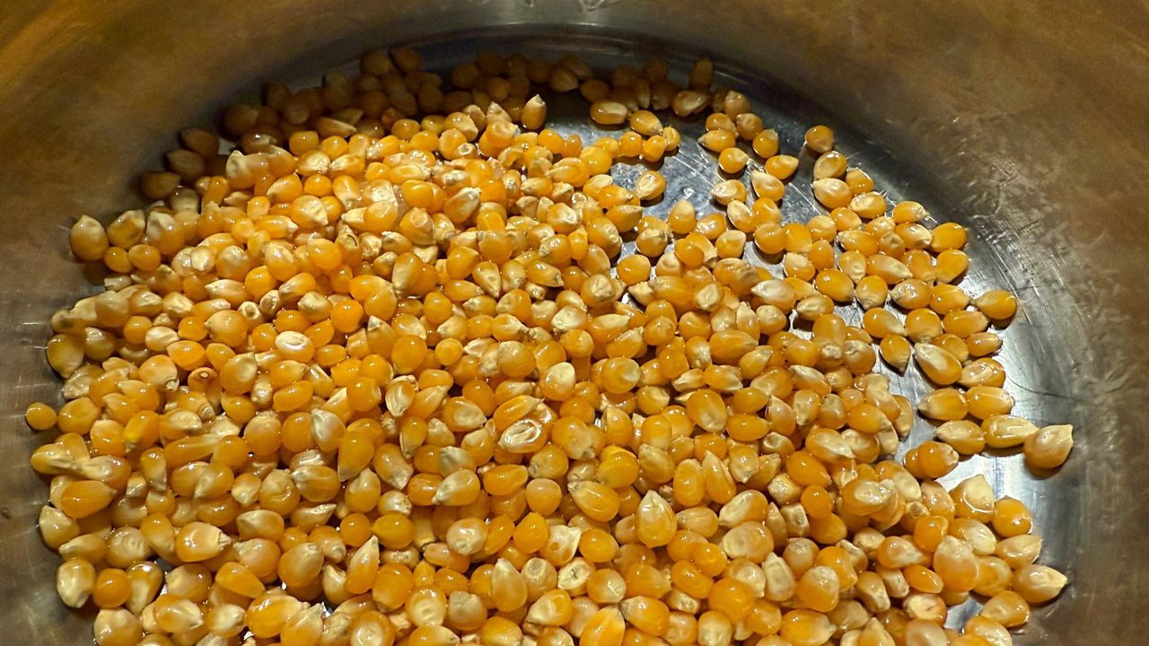 Nie tylko popcorn! Co jeszcze można zrobić z ziaren kukurydzy i czemu warto?