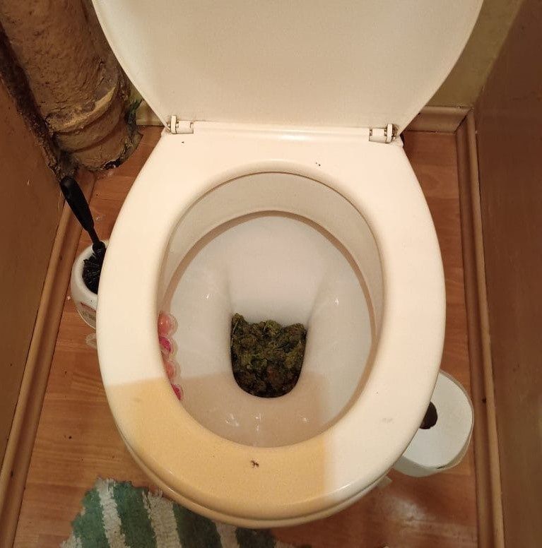 Marihuana w toalecie