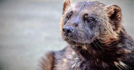 Kuny w samochodzie. Skuteczny sposób na małe szkodniki