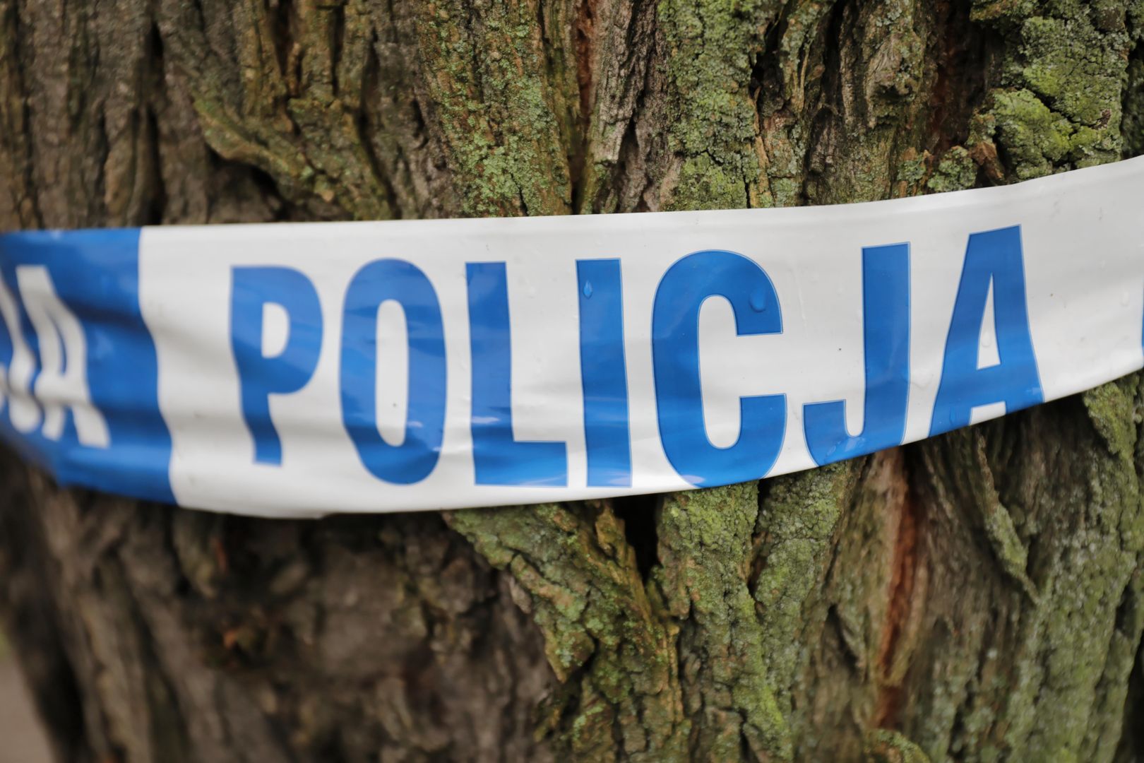 Drzewo policja
