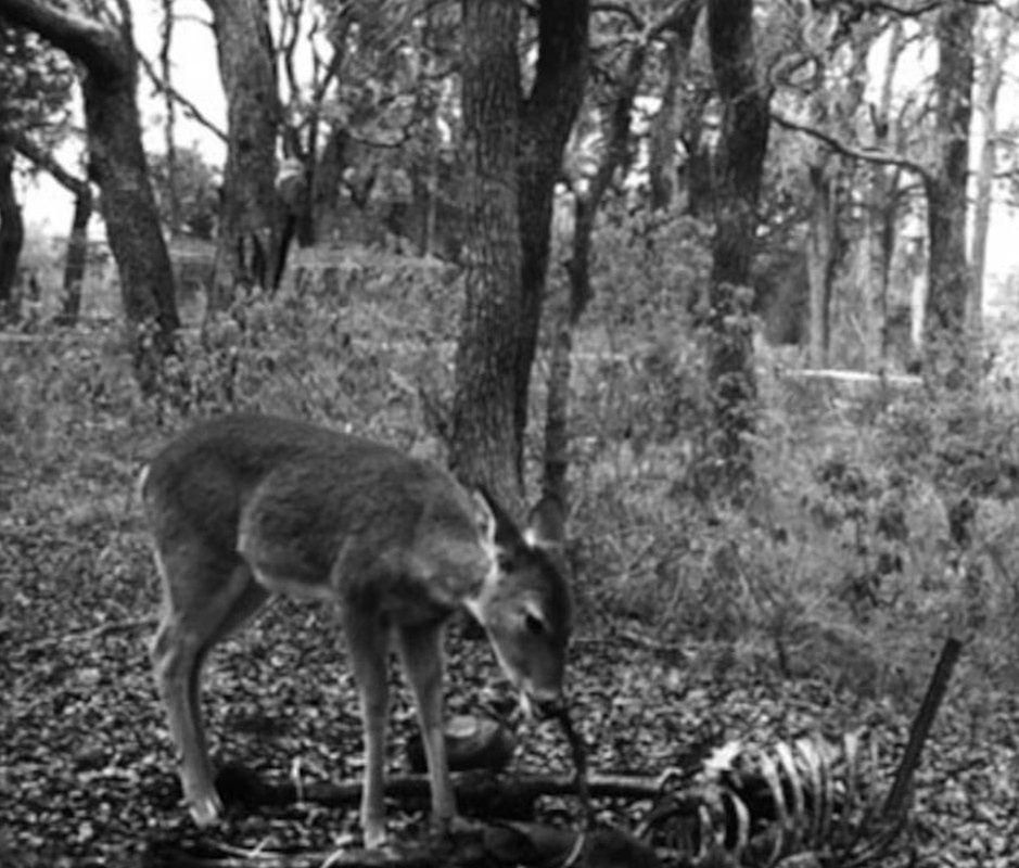 Zdjęcie z fotopułapki z "farmy ciał" w San Marcos w Teksasie