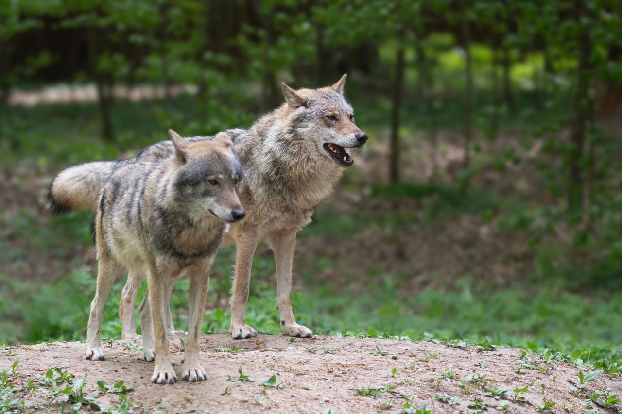 Jest decyzja w sprawie odstrzału wilków na Pomorzu