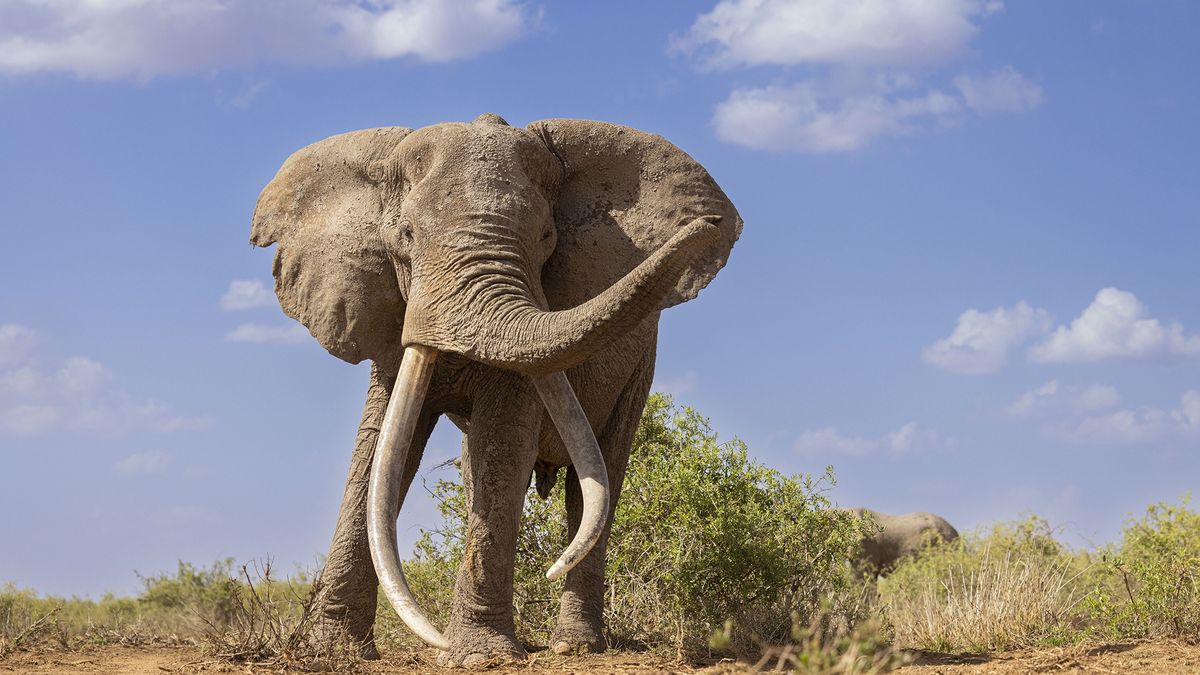 Jeden z ostatnich żyjących "ciosaczy".