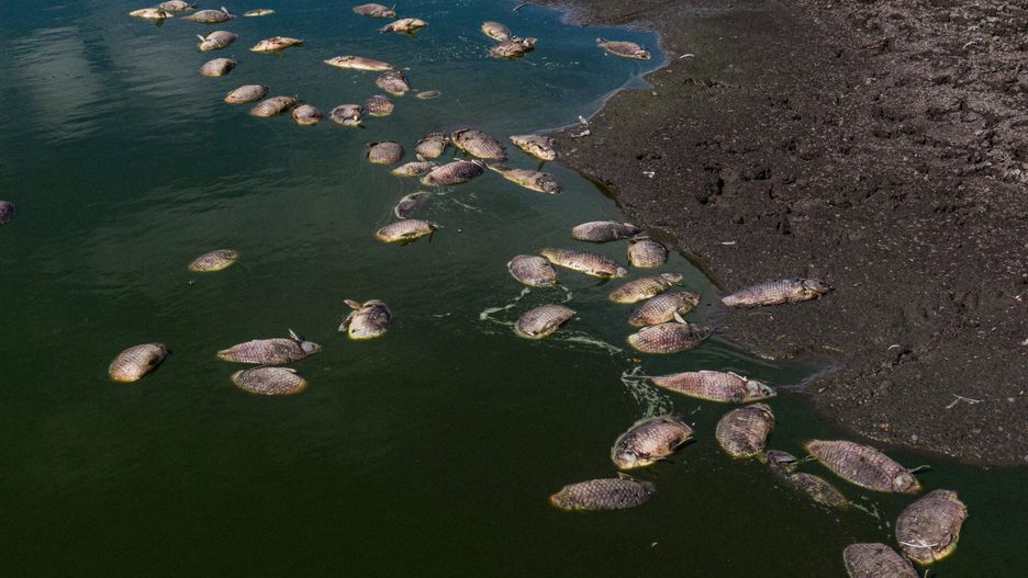 Brandenburgia apeluje do Polski w sprawie Odry