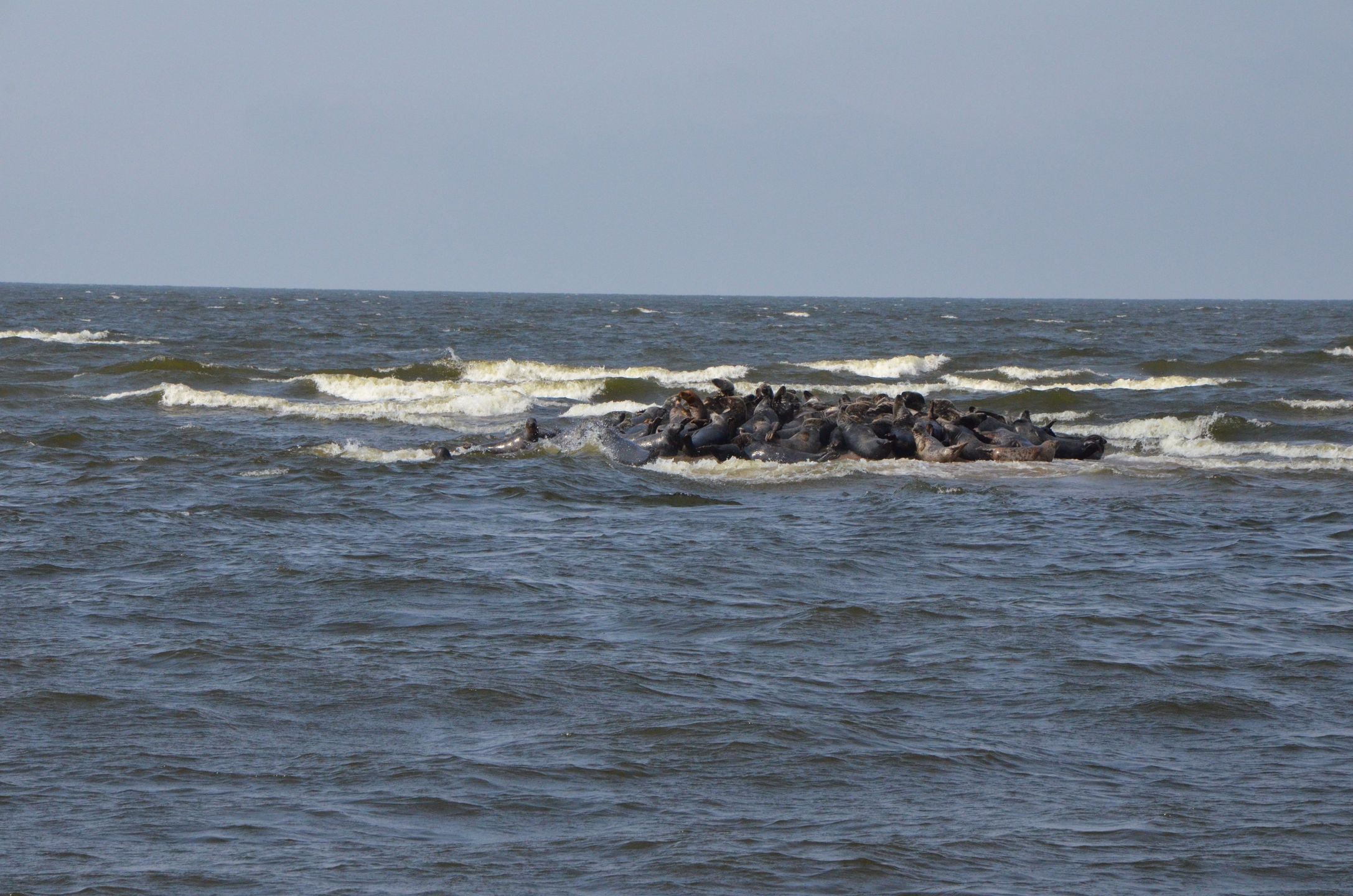 Rezerwat przyrody Mewia Łacha jest jedynym miejscem w Polsce, w którym  można zobaczyć żyjące na wolności foki 