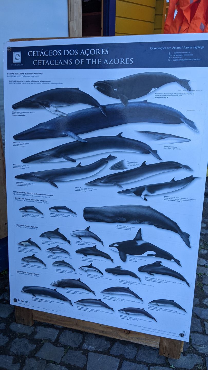 Gatunki, które można spotkać na Azorach