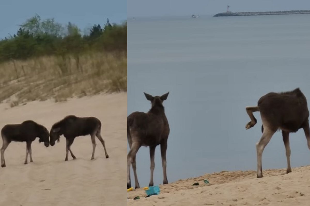 Pojawiły się na plaży w Gdańsku. "Zaatakowały potem ludzi"