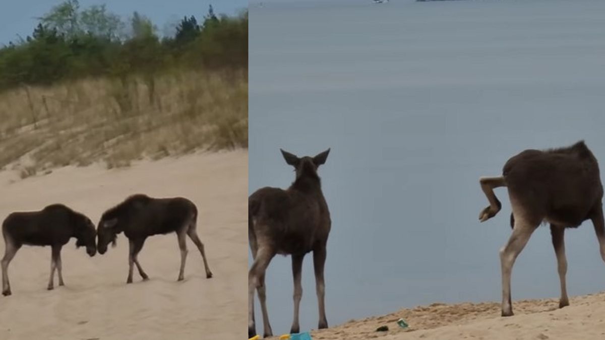Nagrali łosie na plaży w Gdańsku. 