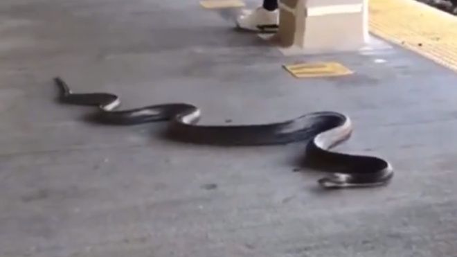 Wąż na nowojorskiej stacji metra