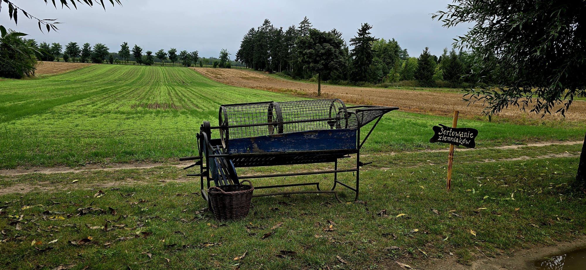Wykopki 