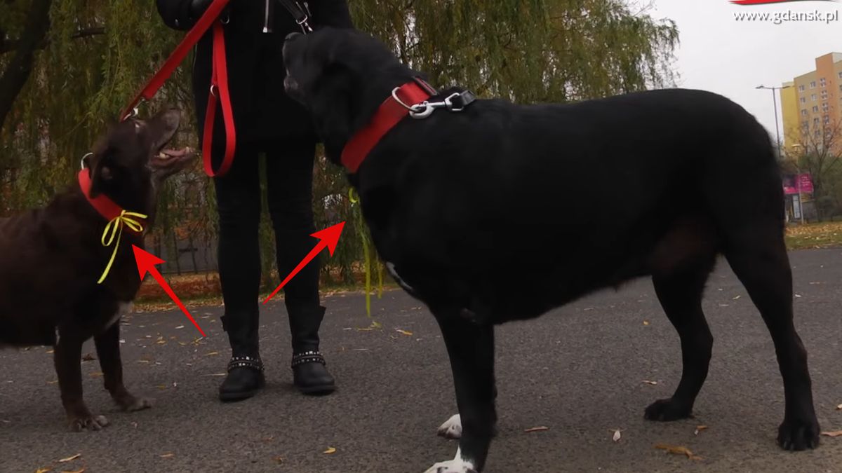 Co oznacza żółta wstążka u psa? 