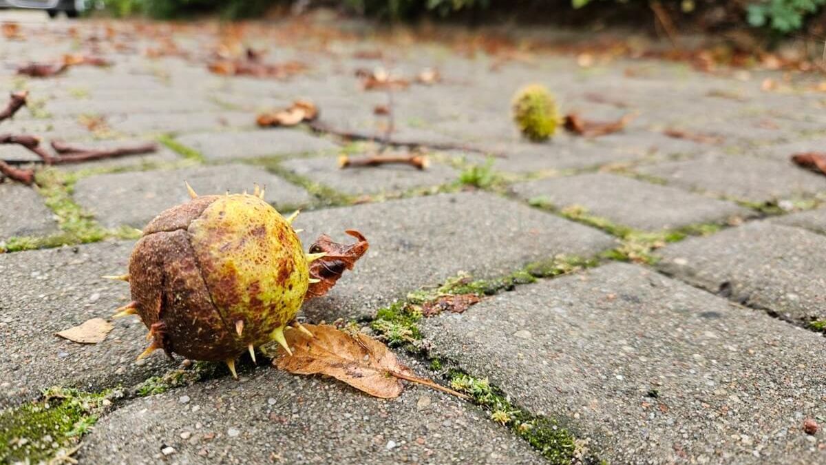 Kasztany leżące na drodze