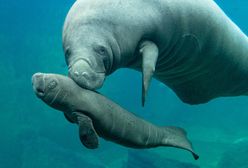 Wrocław. Sensacyjne narodziny w ZOO. Na świat przyszedł kolejny manat