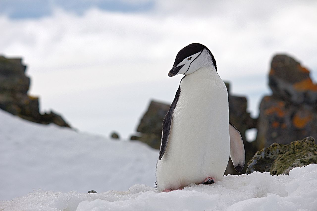 Github jest w dobrych rękach. Linux Foundation popiera Microsoft