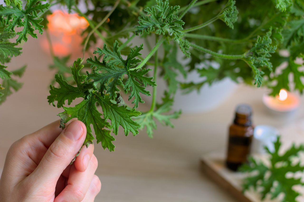 Scented geranium