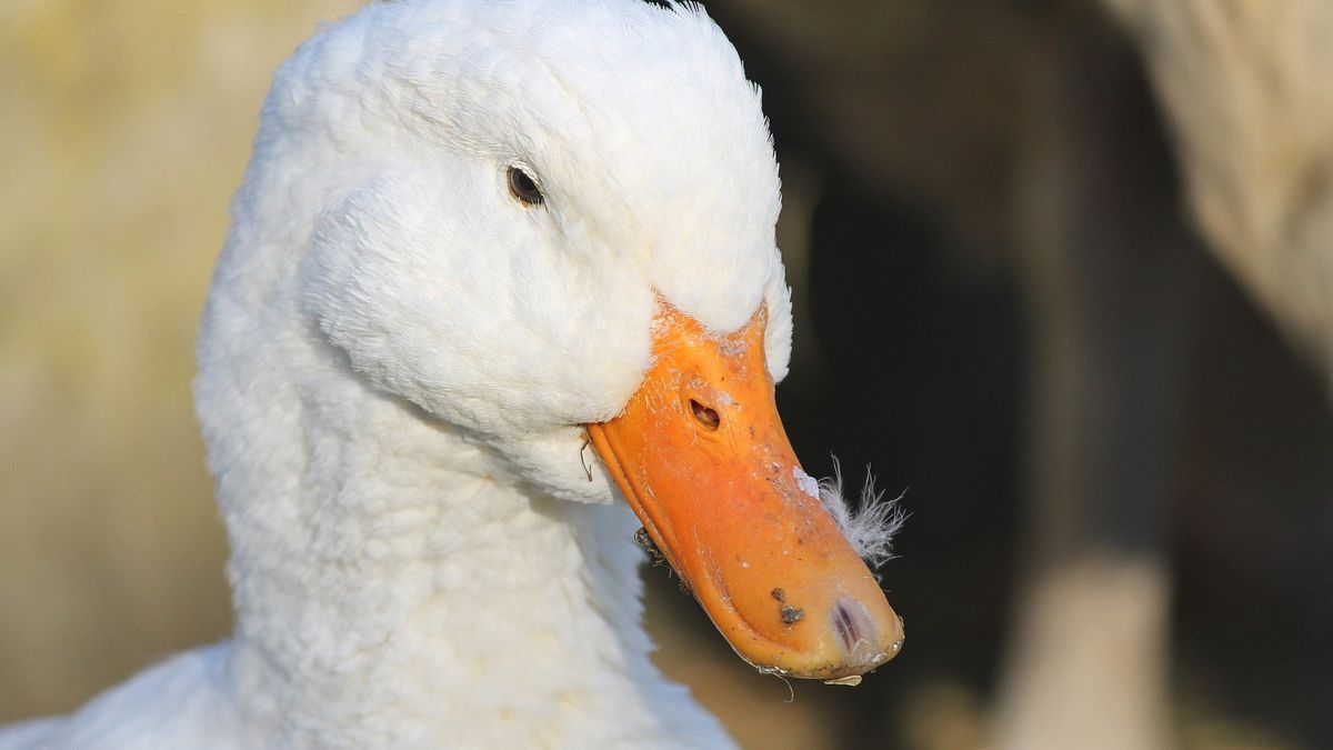 Zabito 100 tys. kaczek 