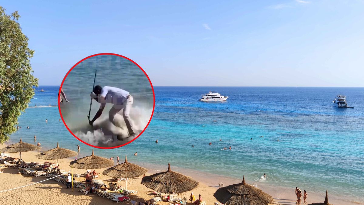 Wielka murena zaatakowała znienacka na plaży w Hurghadzie