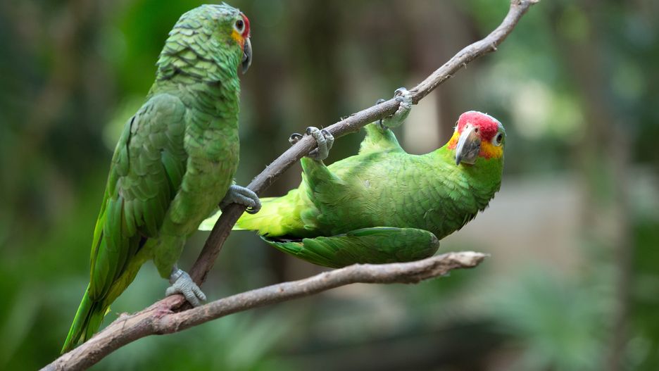 parrot bird sitting on the perch
parrot, parrots, colorful, bird, green, animal, white, isolated, nature, blue, wild, beautiful, amazon, pet, tropical, wildlife, exotic, background, perch, fronted, color, eclectus, couple, beauty, yellow, parrot, parrots, colorful, bird, green, animal, white, isolated, nature, blue, wild, beautiful, amazon, pet, tropical, wildlife, exotic, background, perch, fronted, color, eclectus, couple, beauty, yellow