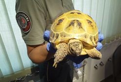 Nietypowe zatrzymanie na granicy z Ukrainą. "Przewoził go na siedzeniu"