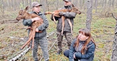 Matka łosi zginęła w wypadku. Młode przez kilka dni były bez pożywienia