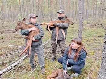 Matka łosi zginęła w wypadku. Młode przez kilka dni były bez pożywienia