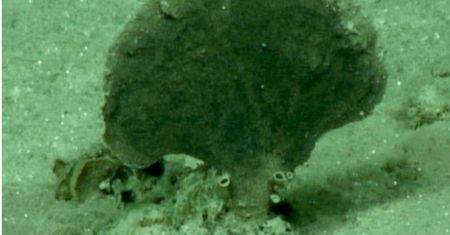 Odkryto nowe, dziwne organizmy na dnie Oceanu Spokojnego. Naukowcy wiedzą niewiele