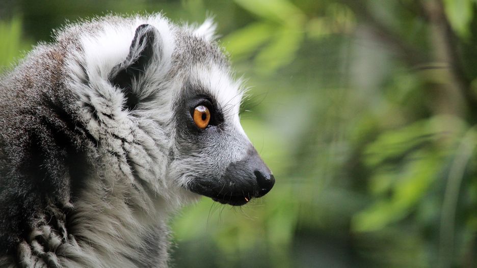 Kilkadziesiąt gatunków lemurów zostało wpisanych do księgi.