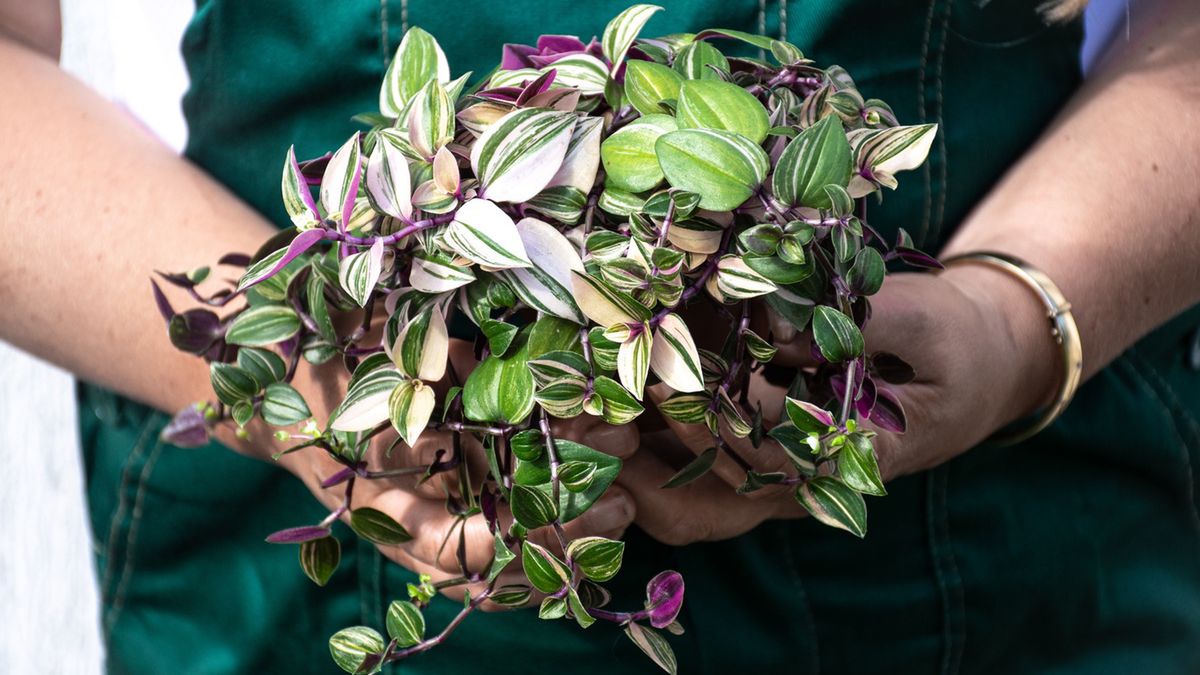 Wraca moda na Trzykrotkę.