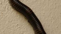 Wijący się recykling, czyli robaki w akcji 1