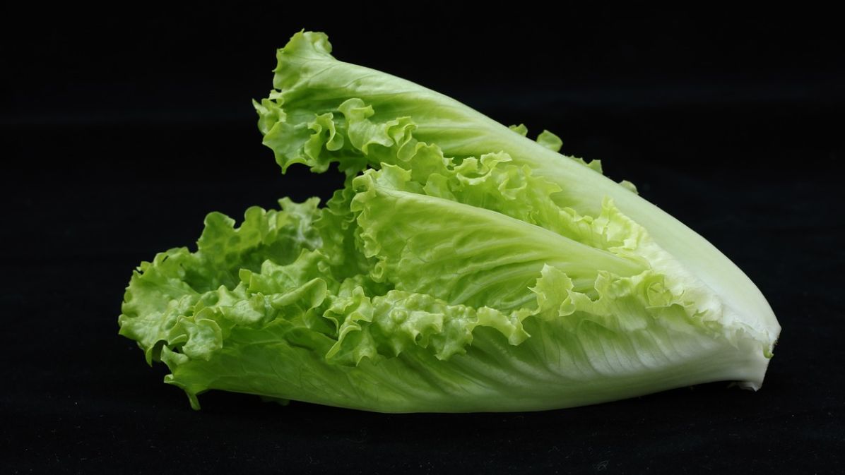 Sałata rzymska zawiera wiele cennych składników odżywczych i witamin.