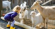 Majówka 2026 w Śląskim ZOO. Nowe godziny otwarcia od 1 maja i atrakcje dla rodzin w Parku Śląskim