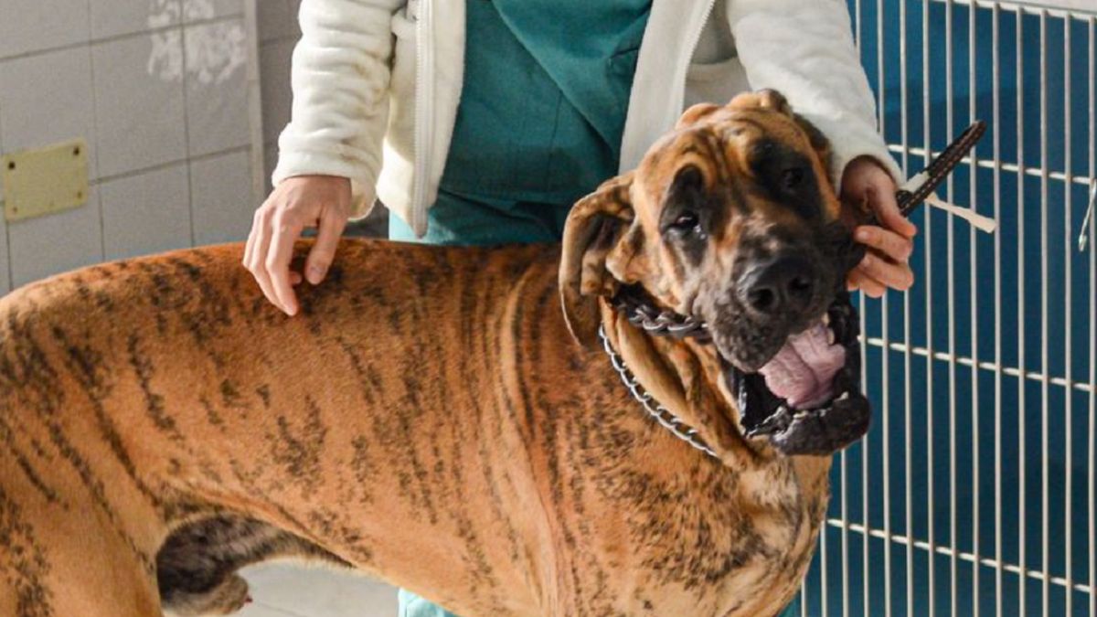 Zagryzły siedmiolatkę. Jest opinia behawiorysty