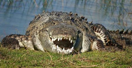 Oko w oko z bestią. Croczilla to największy krokodyl na tym terenie