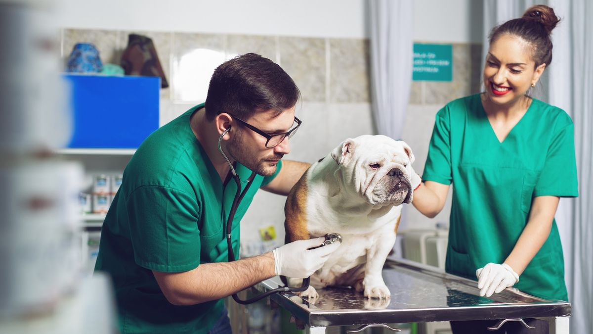 ZORAN ORCIKdog, animal, pet, vet, veterinary, puppy, doctor, veterinarian, woman, people, young, happy, labrador, person, child, white, clinic, cute, portrait, canine, family, medical, care, smiling, nurse, adult, beautiful, checkup, diagnosis, diagnostic, doc, exam, examination, examining, female, health, healthy, help, holding, hospital, job, lab, male