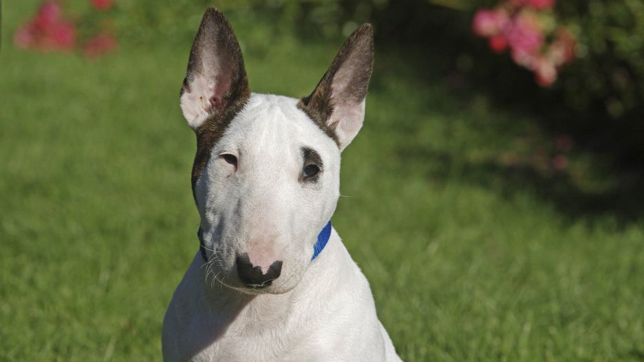 Pies zaatakował niemowlę. Dziecka nie udało się uratować (zdjęcie ilustracyjne)