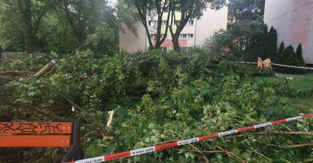 Burza na Ochocie. Połamane drzewo uszkodziło samochody