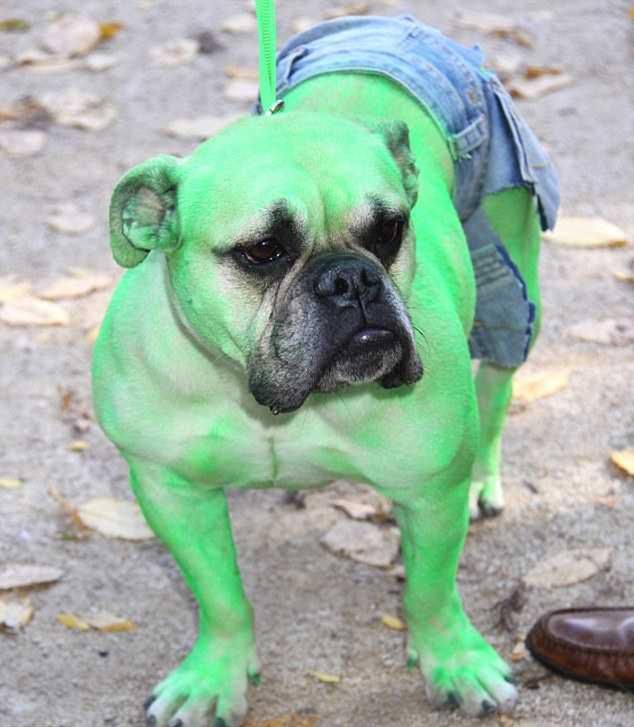15 najciekawszych psich przebrań na Halloween 4