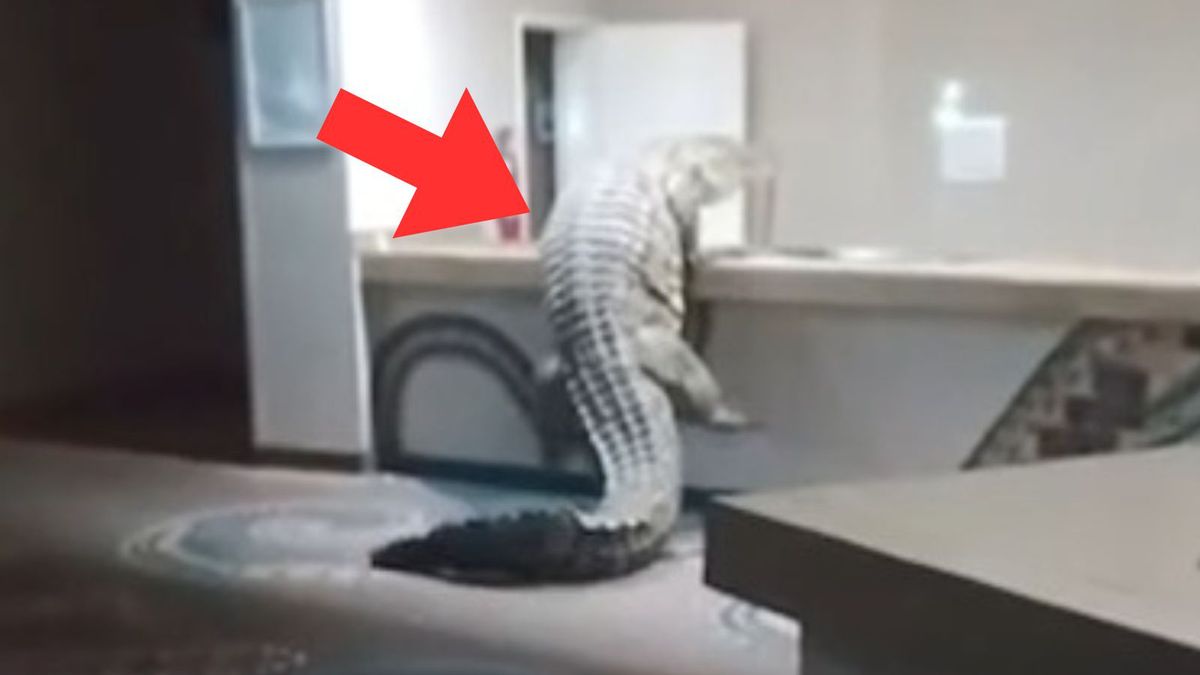 Krokodyl wszedł do hotelu w Zimbabwe