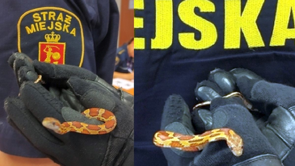 Wąż leżał w kuchni.