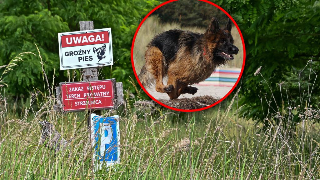 Agresywny psy zagryzły mężczyznę. Jest akt oskarżenia