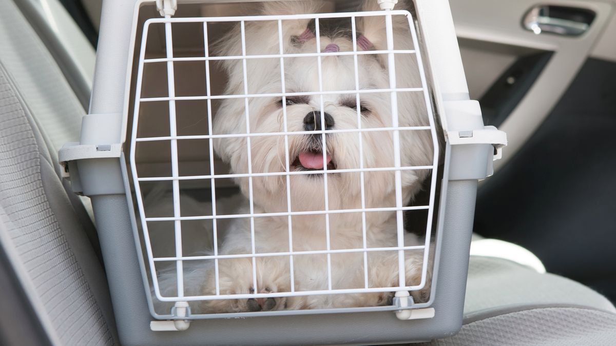 Zwierzę w podróży - klatki i akcesoria, dzięki którym bezpiecznie przetransportujesz swojego pupila 1
